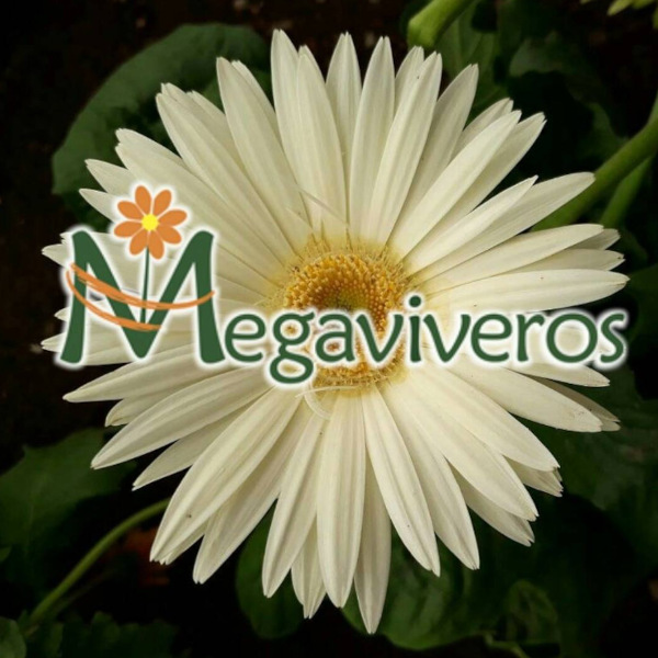 Megaviveros
